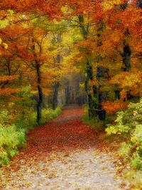 Footpath amidst trees in forest during autumn