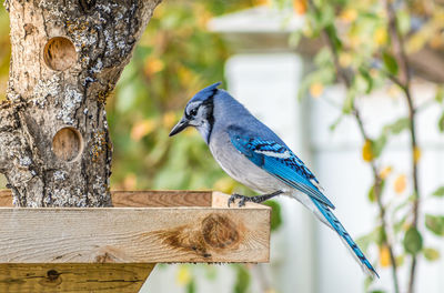 Close-up of bird perching on tree trunk