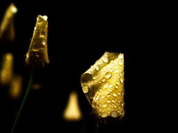 Close-up of flower over black background