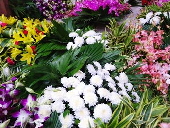 Close-up of fresh white flowers on plant