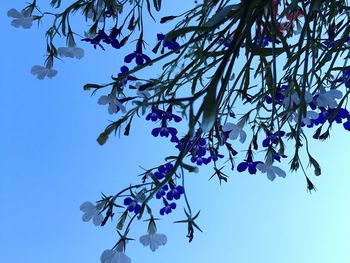 Low angle view of flowers against clear blue sky