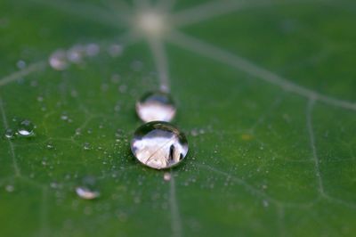 Close-up of water drops on leaf