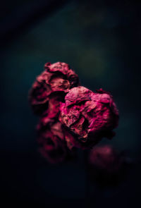 Close-up of rose against blurred background