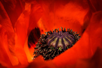 Close-up of red flowers