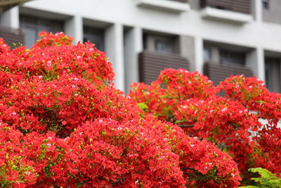 Close-up of red flowers blooming outdoors