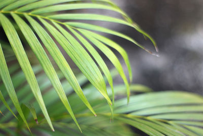 Green tropical palm leaf with shadow on white wall