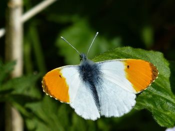 Close-up of butterfly on leaf