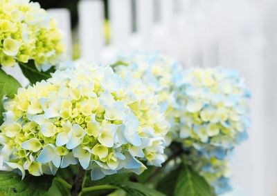Close-up of white flowers