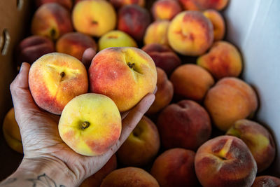 Cropped hand of person holding fruits