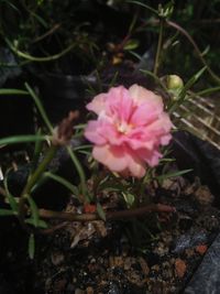 High angle view of pink flowering plants on land