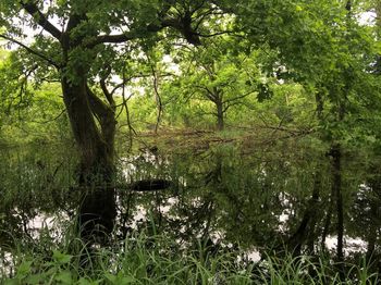 Scenic view of forest