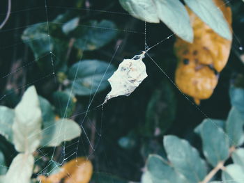 Close-up of plant against blurred background