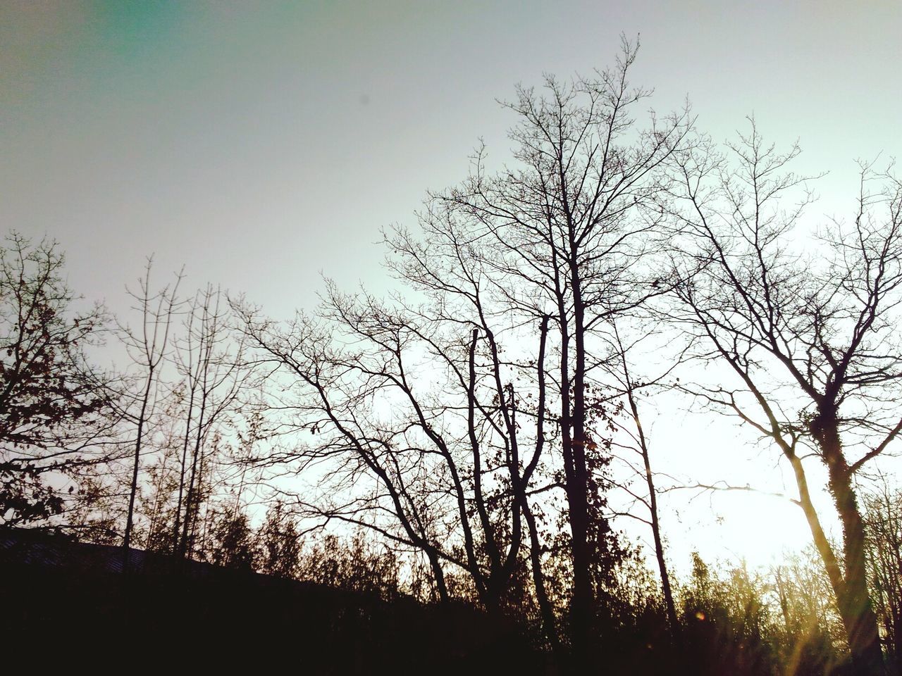 tree, nature, tranquility, branch, silhouette, tranquil scene, bare tree, beauty in nature, no people, low angle view, outdoors, clear sky, day, scenics, landscape, sky