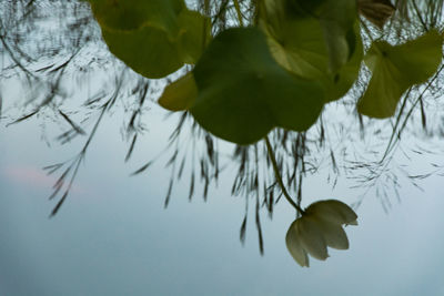 Close-up of leaves in water