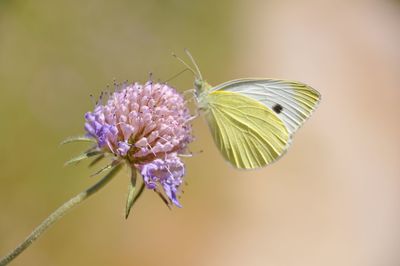 Close-up of butterfly pollinating on purple flower