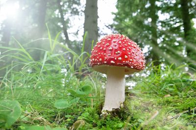 Close-up of fly agaric mushroom on field