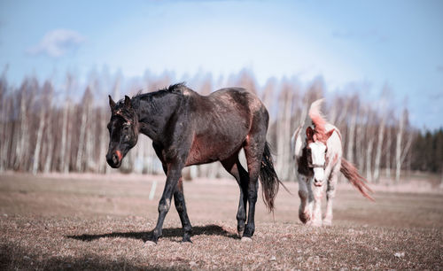 View of horses running on field