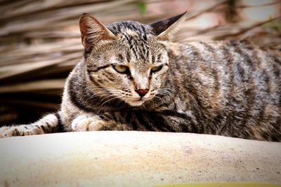 Close-up portrait of a cat