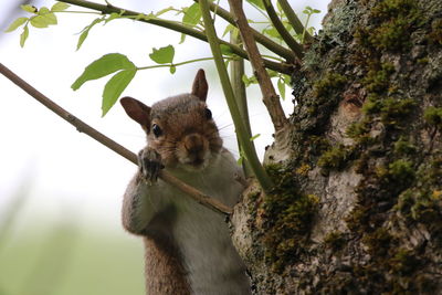 Close-up of squirrel on tree trunk