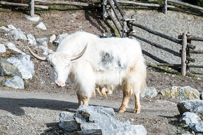 Sheep standing on rock