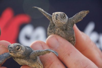 Cropped image of woman holding lizard