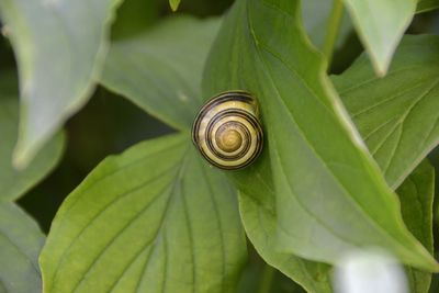 Close-up of snail on plant