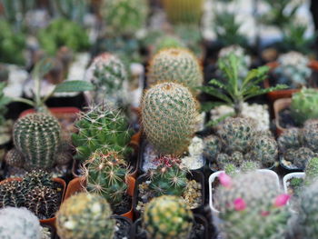 Close-up of succulent plants