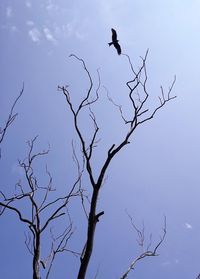 Low angle view of silhouette birds perching on bare tree against sky