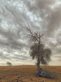 Bare tree on field against sky