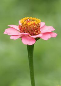 Close-up of pink flower blooming outdoors