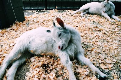 Goat kids resting in pen