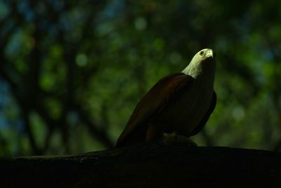 Close-up of eagle perching on tree