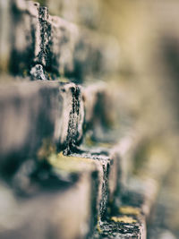 Close-up of plant against blurred background