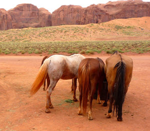 Horse grazing on field