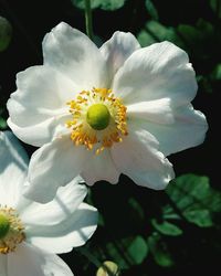 Close-up of white flower blooming outdoors