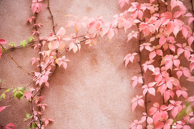 High angle view of pink flowers