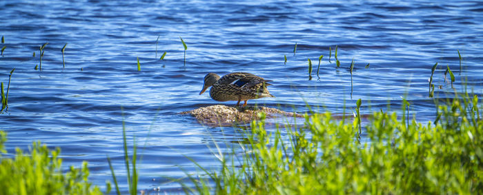 View of ducks swimming in lake