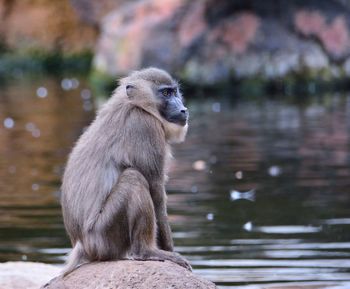 Monkey sitting on a lake