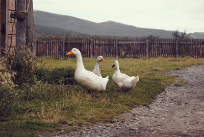 View of ducks on grassy field