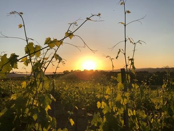 Plants growing on field against sky during sunset