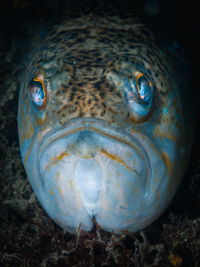 Close-up of fish swimming in sea