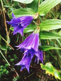 Close-up of purple flower