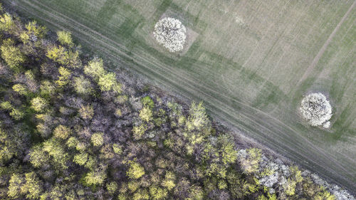 High angle view of plants growing on land