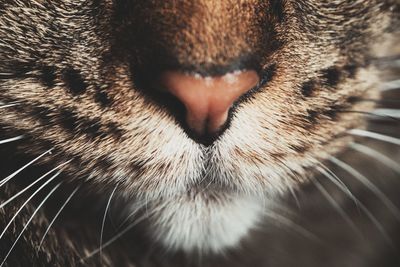 Close-up of cat