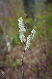 Close-up of flowering plant on field