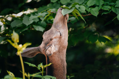 Close-up of a deer eating leaves in forest