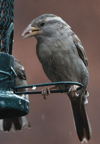 Close-up of bird perching on wood