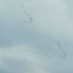 Low angle view of birds flying in sky