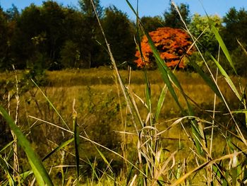 Plants growing on field