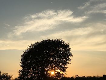 Low angle view of silhouette trees against sky at sunset